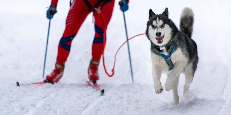 Chiens et sport