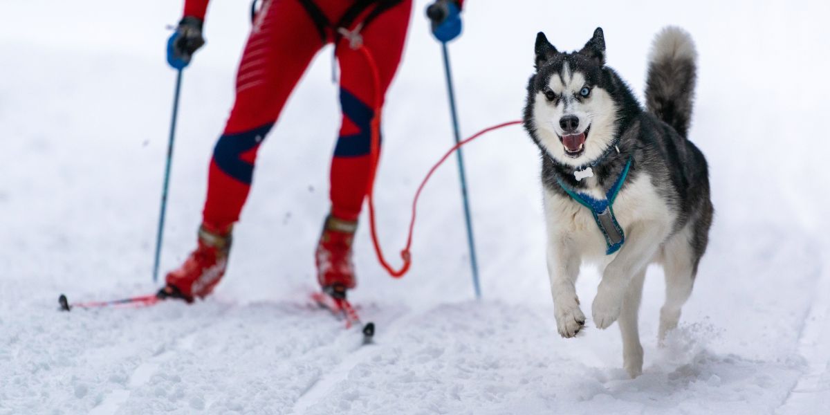 Chiens et sport