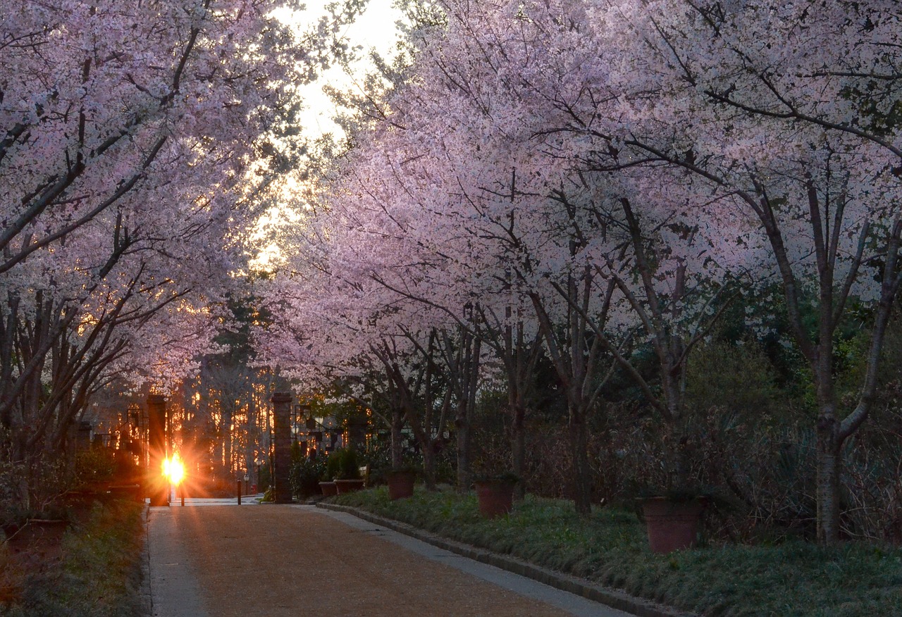 allée de jardin éclairée le soir par des lampes solaires