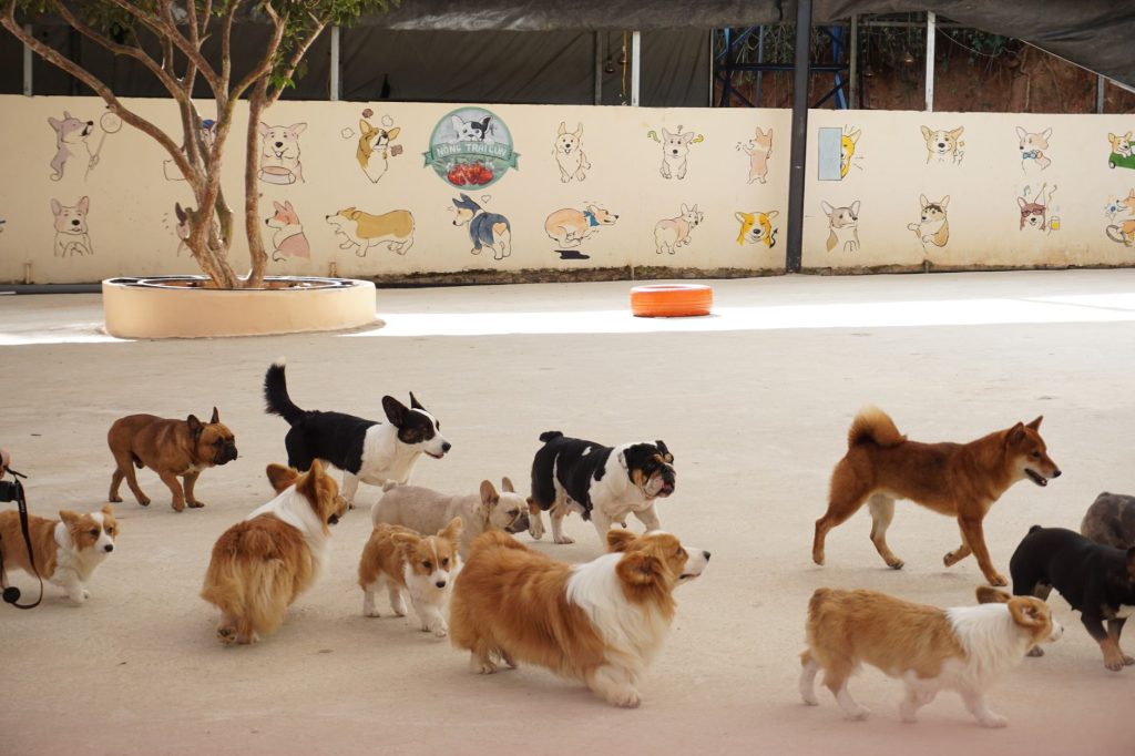 Révolution canine : Woof Society, la crèche qui change la garde des animaux à Toulouse
