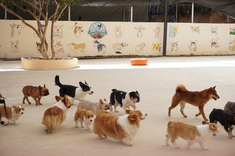 Révolution canine : Woof Society, la crèche qui change la garde des animaux à Toulouse