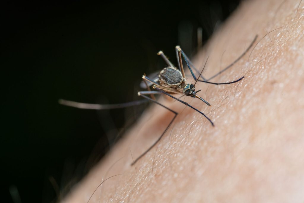 Virus West Nile : êtes-vous vraiment en sécurité en Haute-Garonne ?