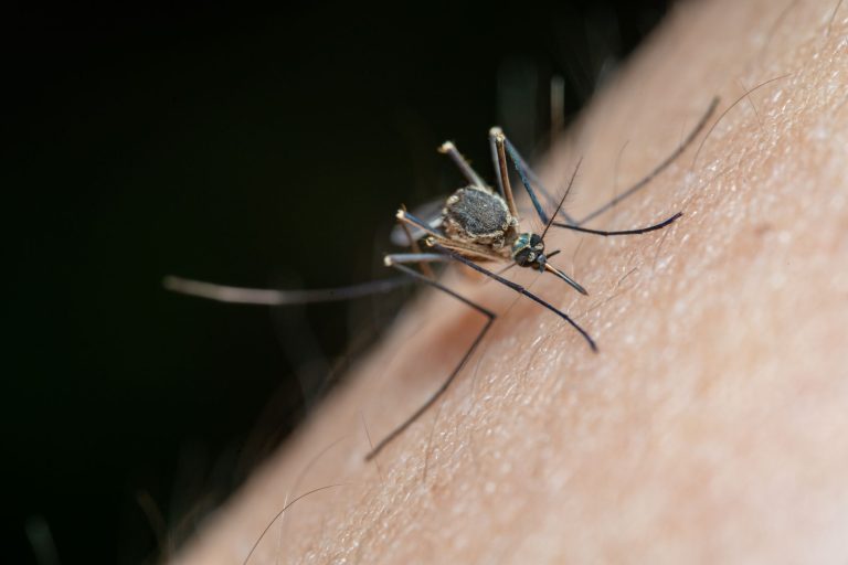 Virus West Nile : êtes-vous vraiment en sécurité en Haute-Garonne ?