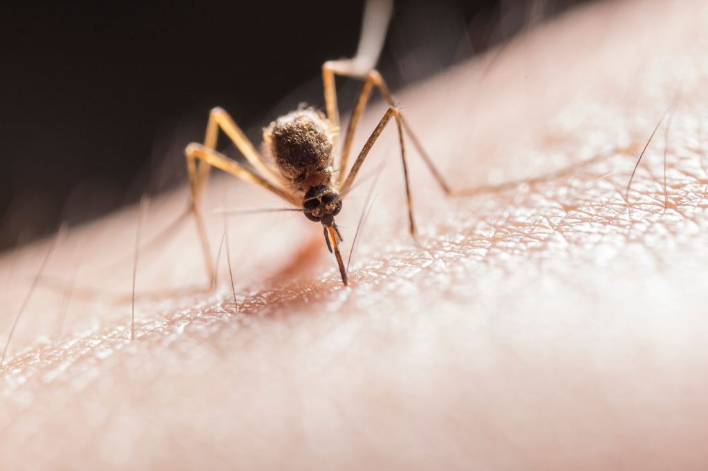 Virus West Nile : êtes-vous vraiment en sécurité en Haute-Garonne ?