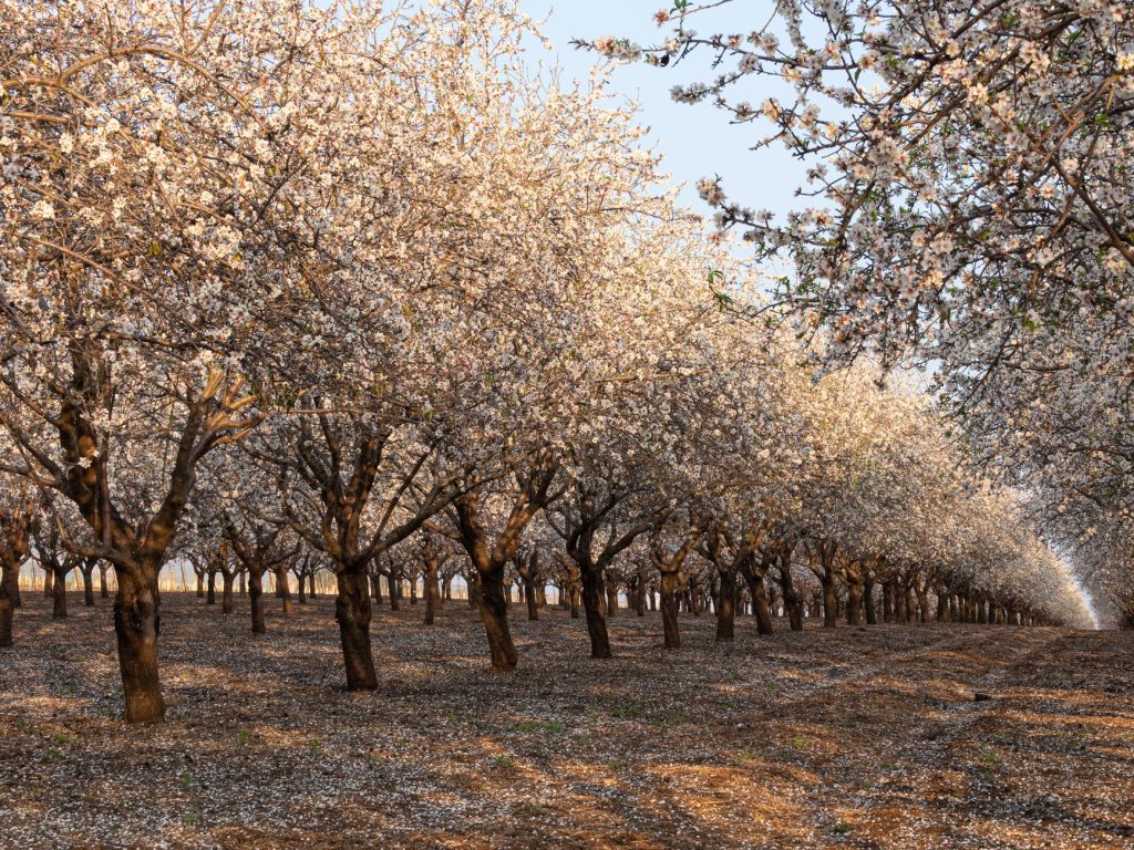 L’amande, un avenir prometteur pour l’agriculture en Haute-Garonne ?